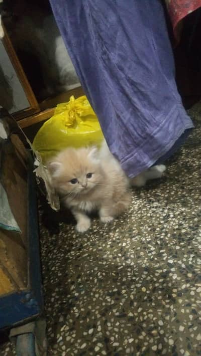 pure Persian kittens for sale, would be given to loving families