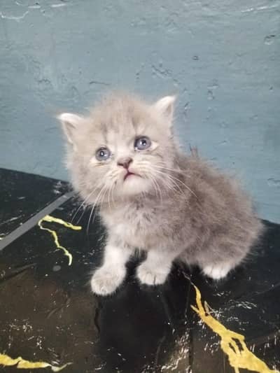 pure Persian kittens for sale, would be given to loving families