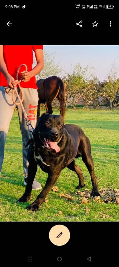 cane corso protectional  dog  it is lovely for her houner