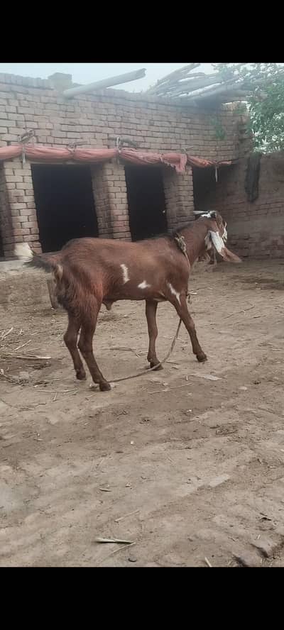 bakra