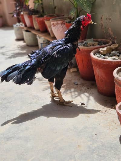 heera,mushka and lakha