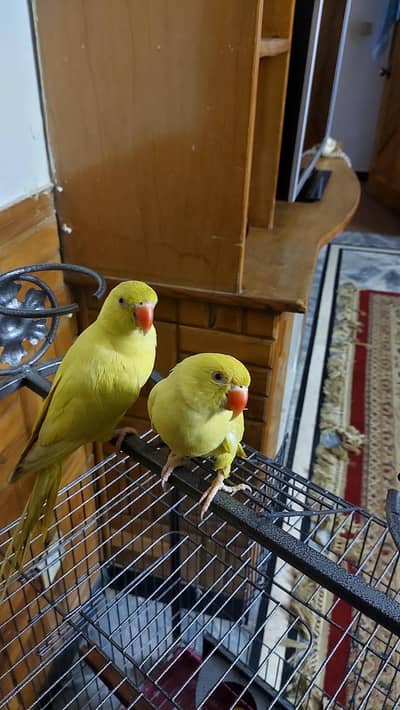 beautiful yellow ringneck lengthy pair for sale.
