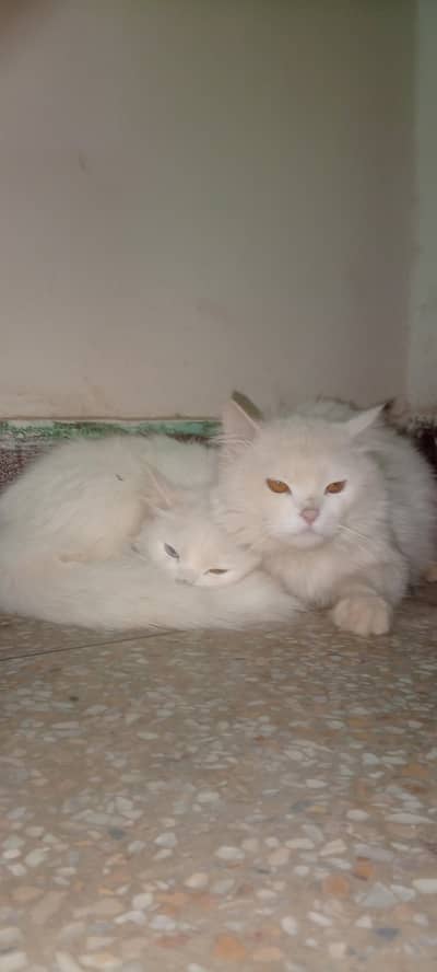 persian triple coated pair