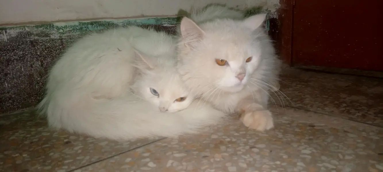 persian triple coated pair — photo 2