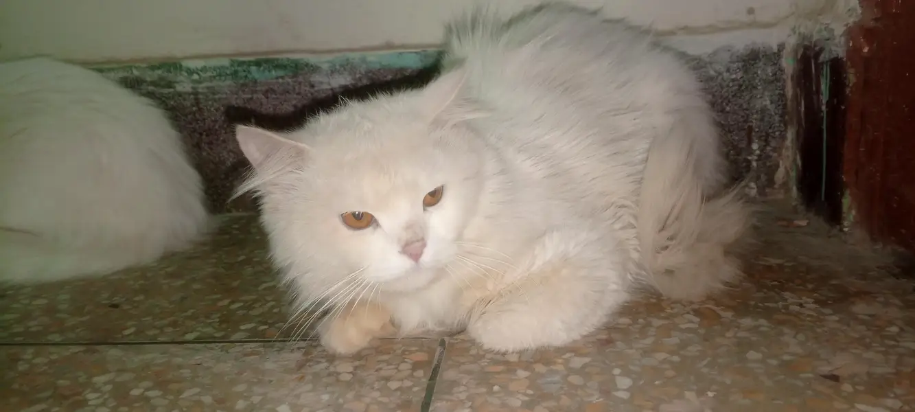 persian triple coated pair — photo 3