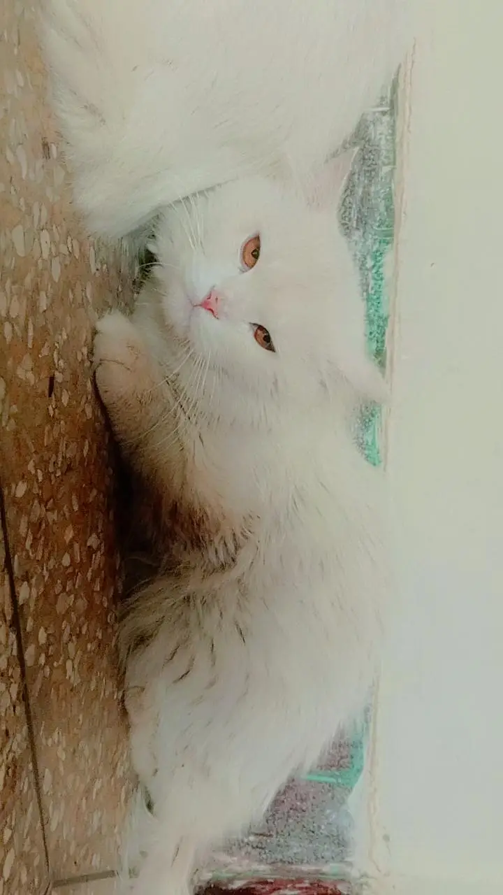 persian triple coated pair — photo 4
