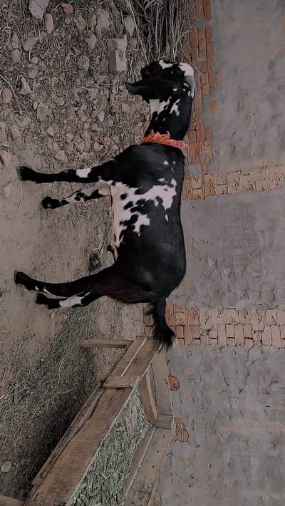 Black & White Qurbani Bakra For Sale