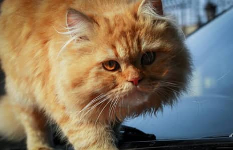 very beautifull cat . 03037664055