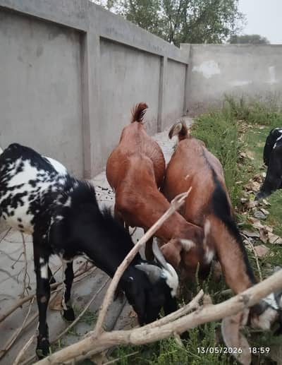 Five Bakray Donday for Qurbani  total 3 lac