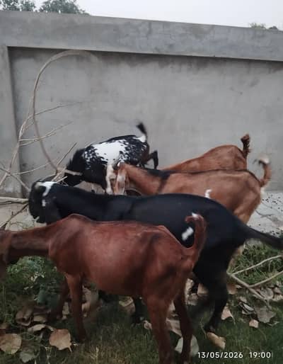 3 Bakray Donday for Qurbani  total 1.5 lac
