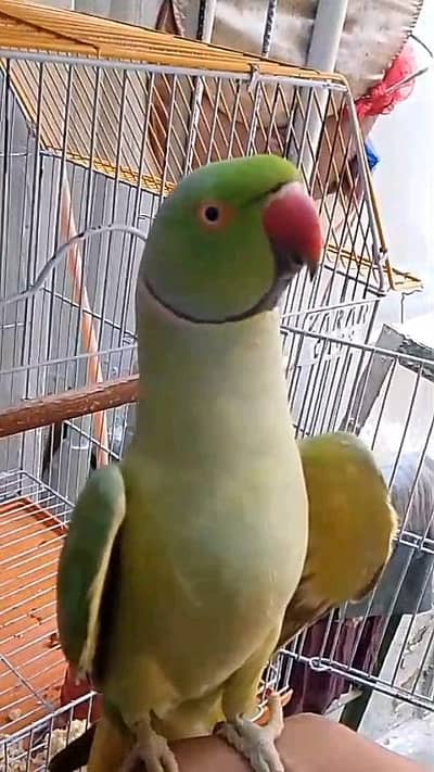 green rink neck face to face talking