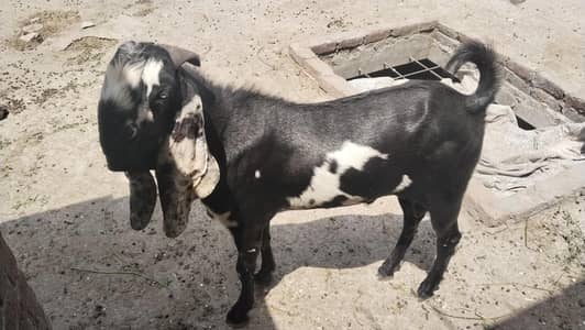 Bakra for sell for eid