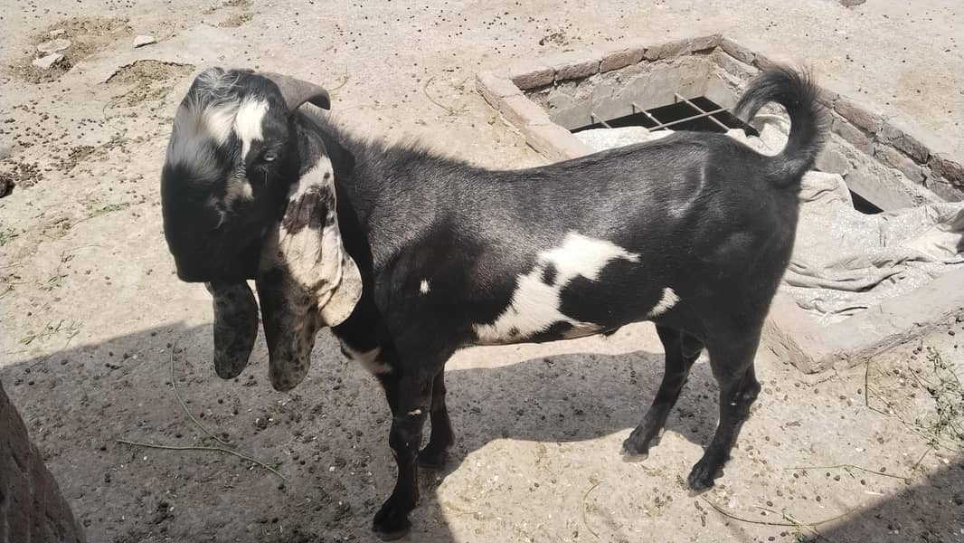 Bakra for sell for eid 0