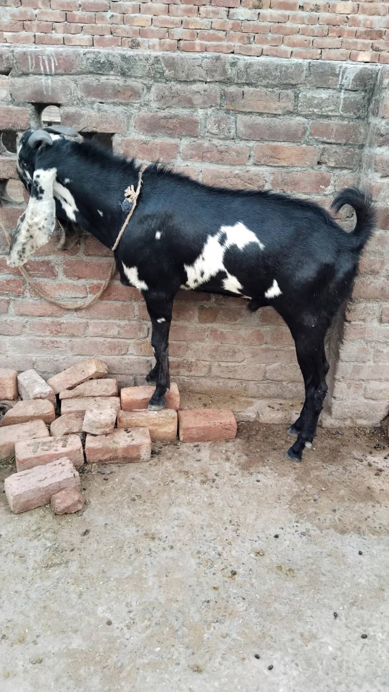 Bakra for sell for eid 1