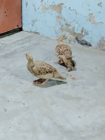 Irani Teetar Pair