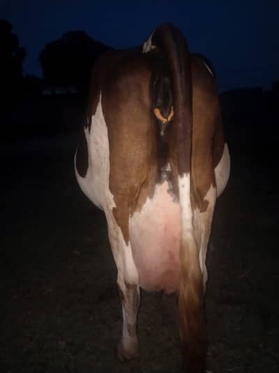 cow 40 plus kg