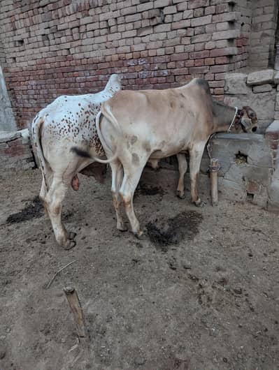 “2 Dant Qurbani Bail for Sale” یا “2 دانت خوبصورت بیل برائے فروخت”