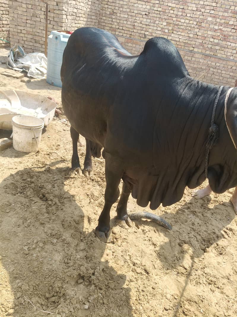  بیل برائے فروخت 1