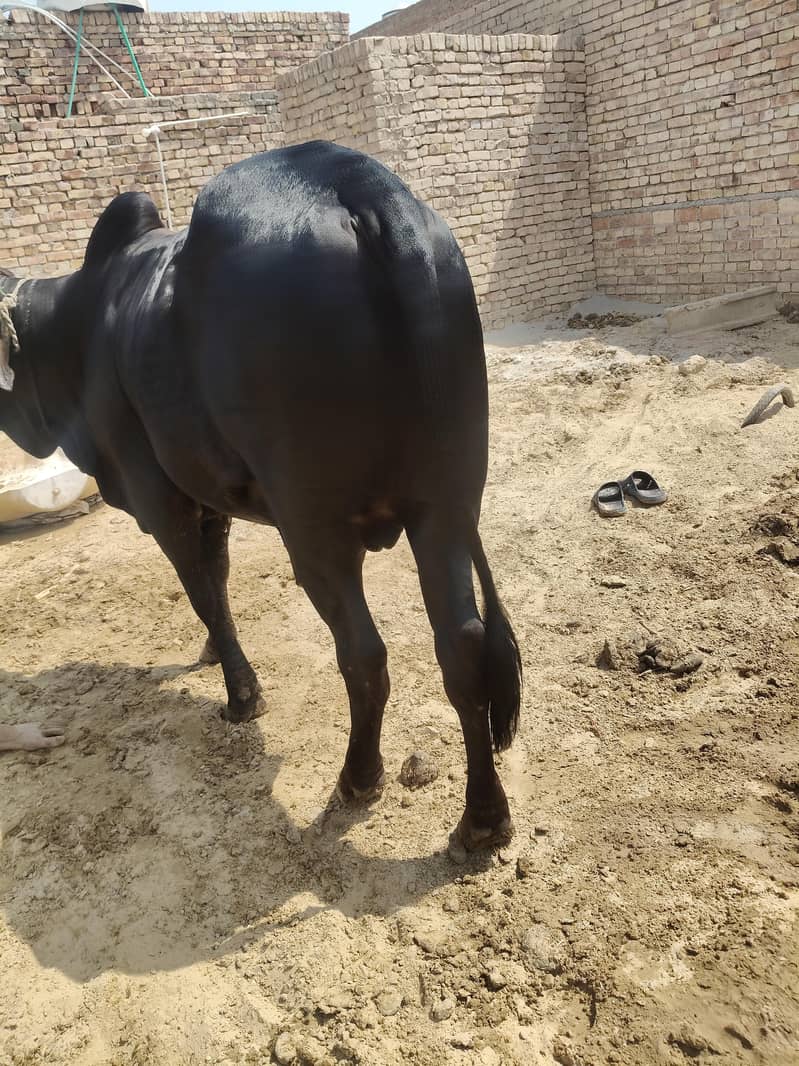  بیل برائے فروخت 2