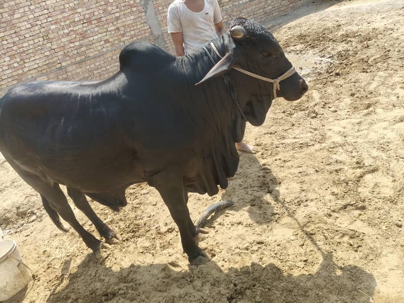  بیل برائے فروخت 3