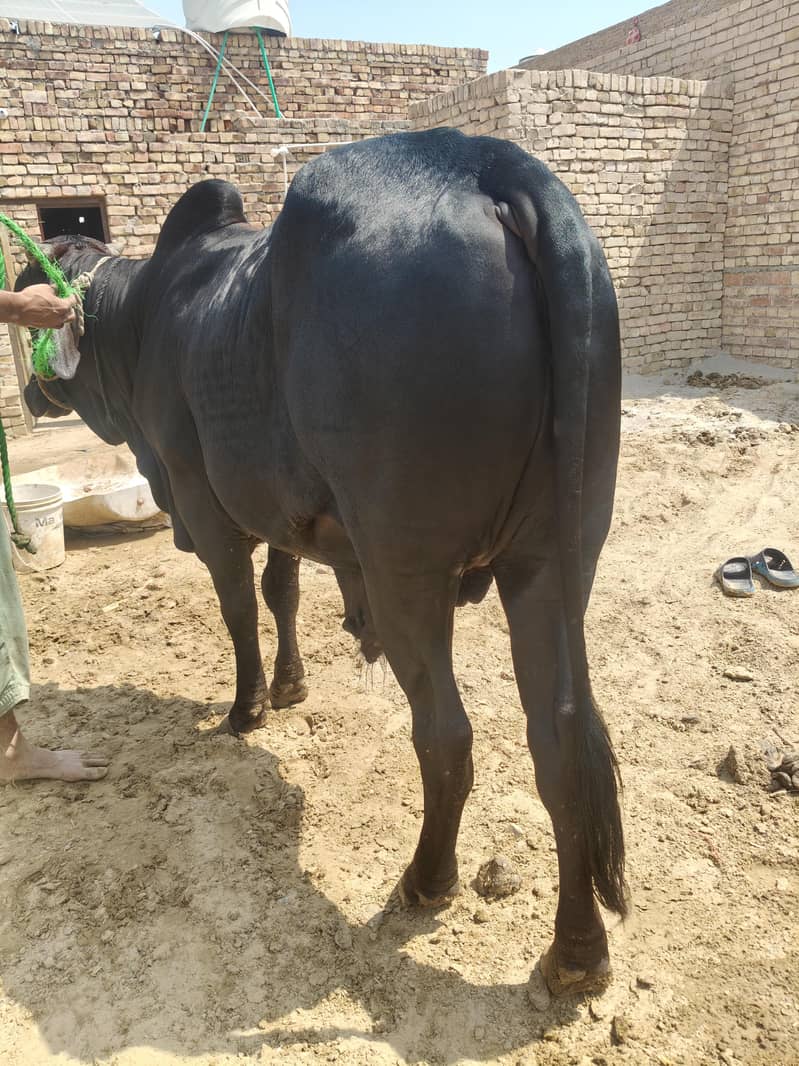  بیل برائے فروخت 4