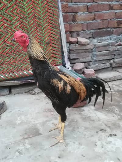 Pure Mianwali Aseel