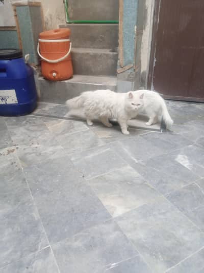 cat for sale