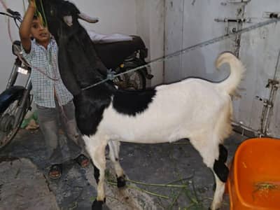 White Beauty Bakra