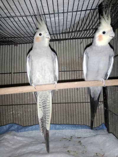 Cockatiel Breeder Pair