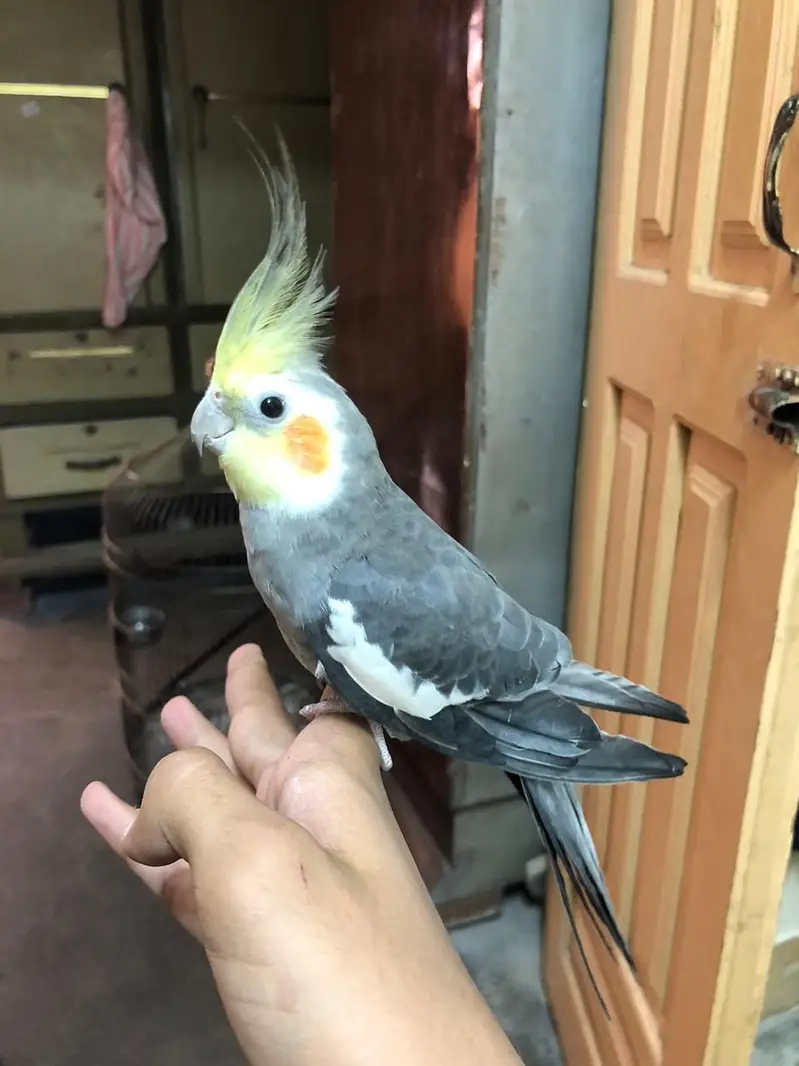 hand tame — photo 3