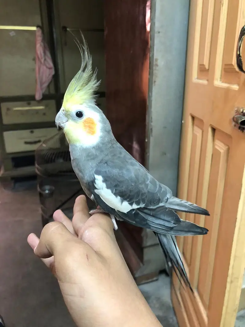 hand tame — photo 4