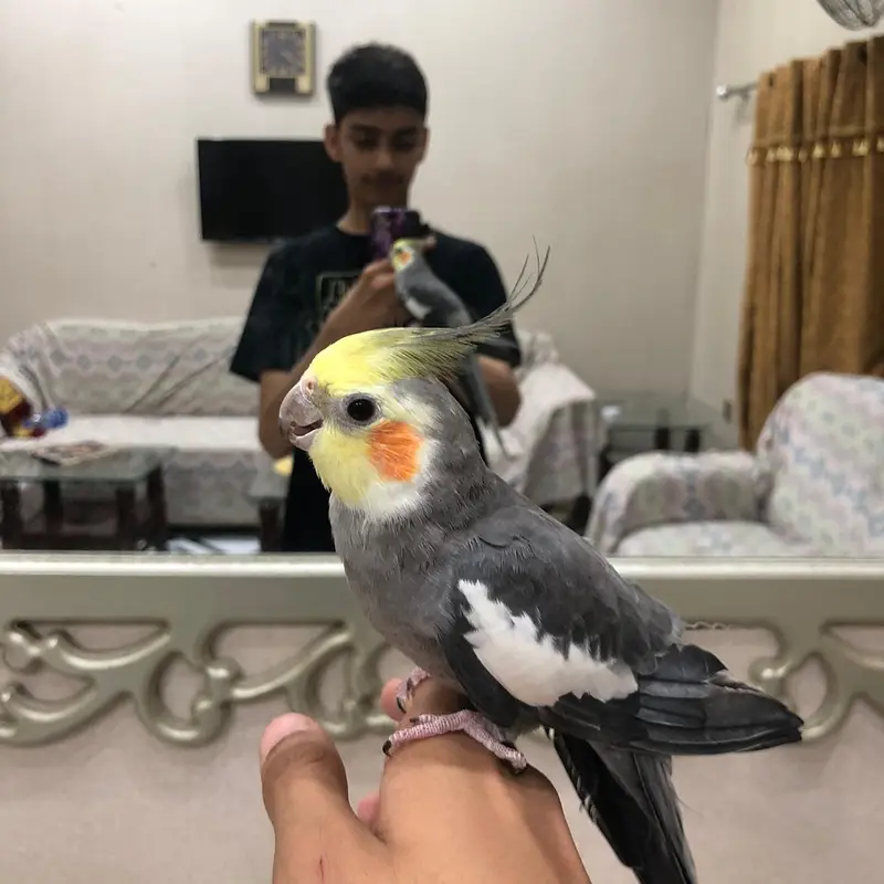 hand tame — photo 5