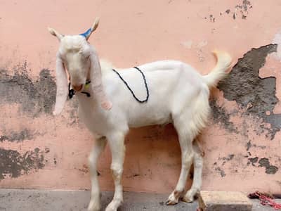Qurbani k liye bakry