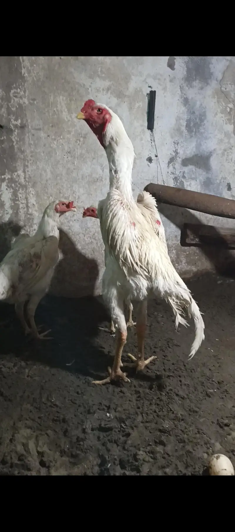 white shamo chiks eggs — photo 8
