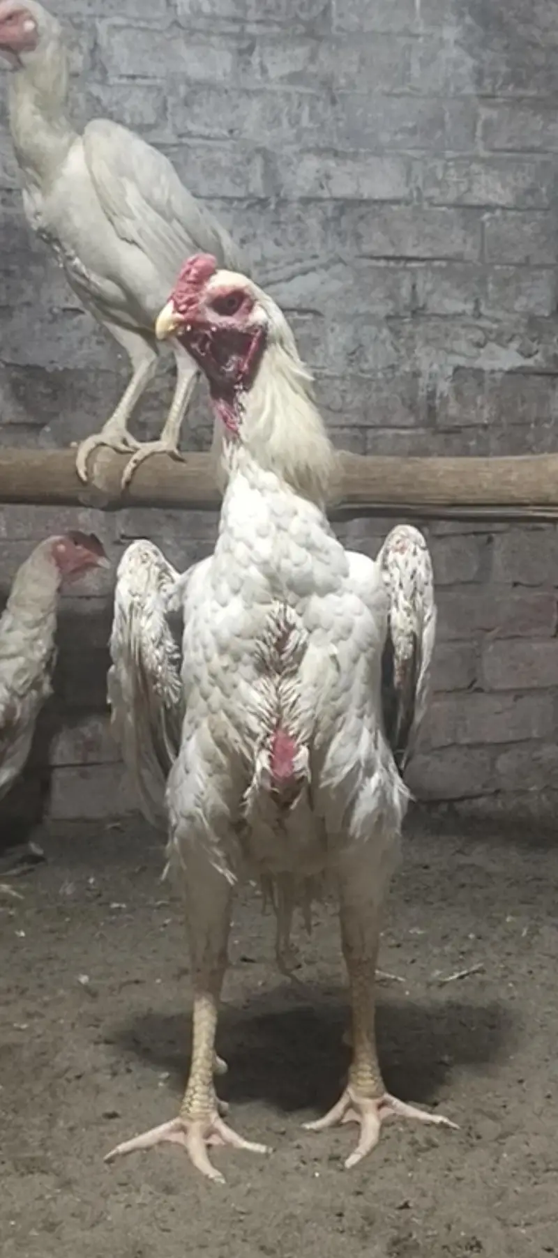 white shamo chiks eggs — photo 9