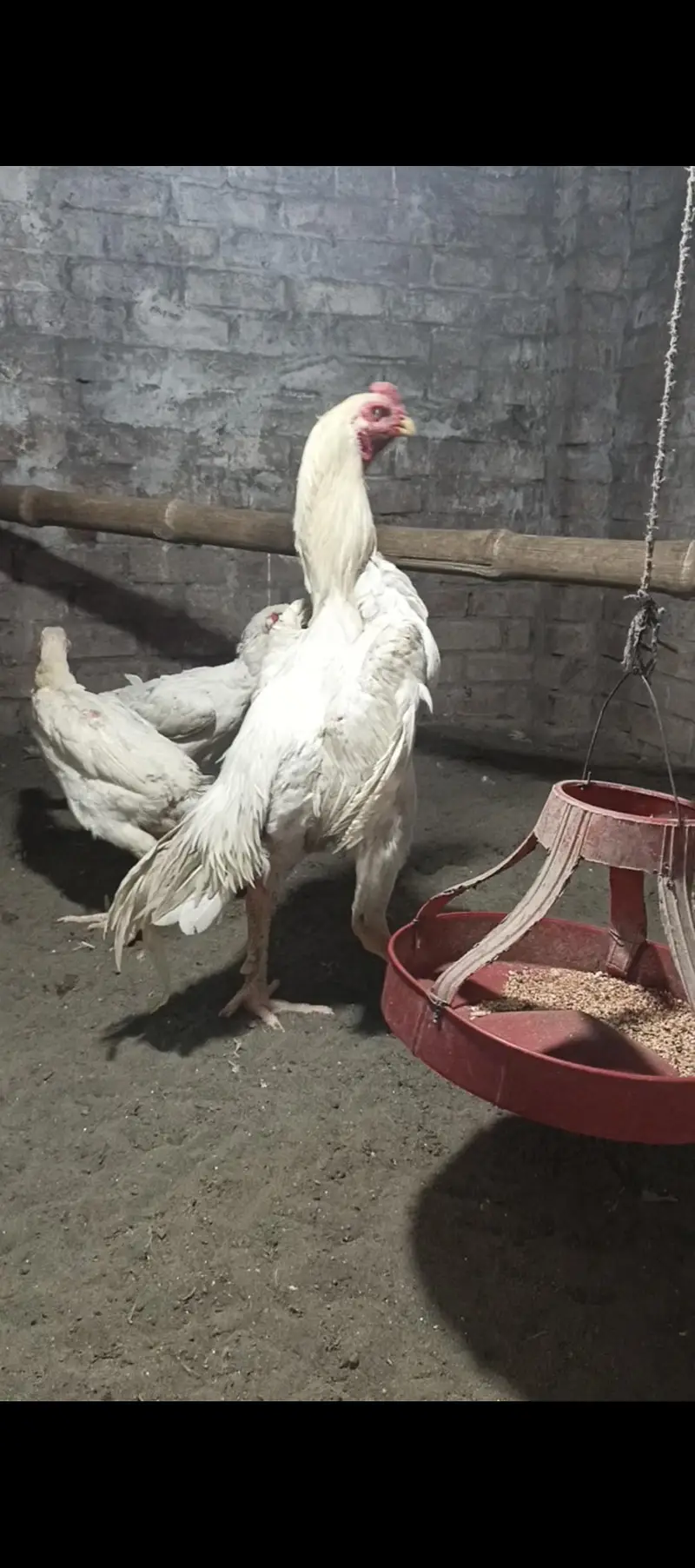 white shamo chiks eggs — photo 10