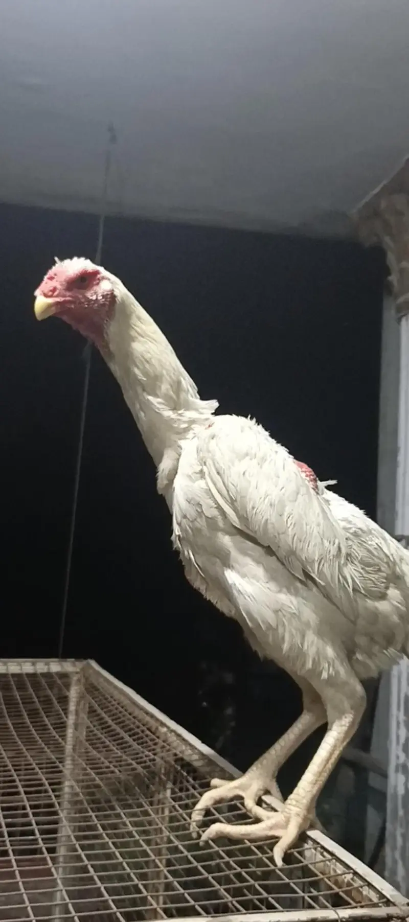 white shamo chiks eggs — photo 11