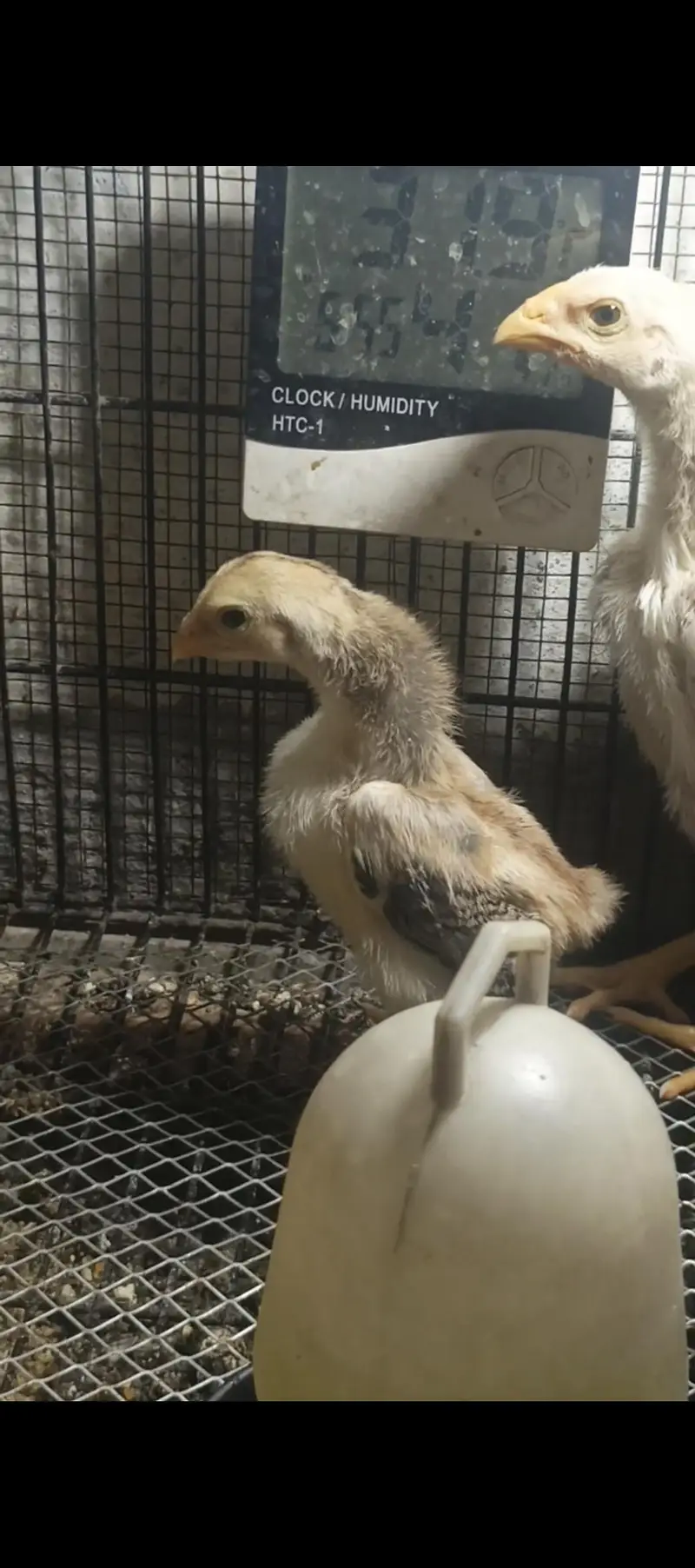 white shamo chiks eggs — photo 12
