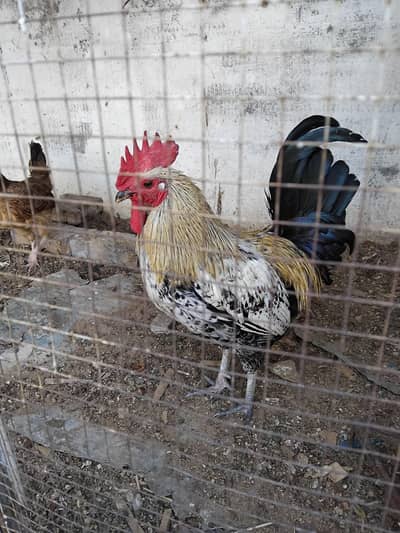 Healthy and active rooster