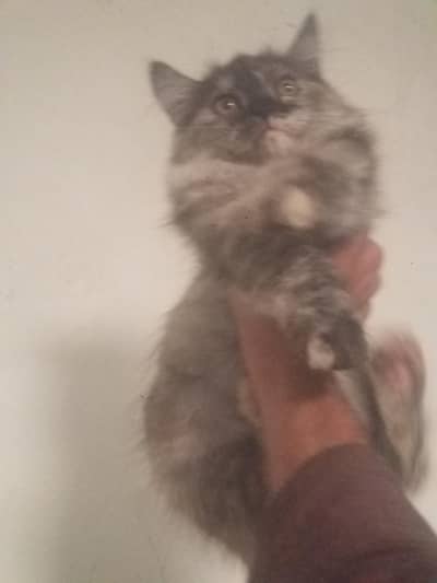 Persian female kitten