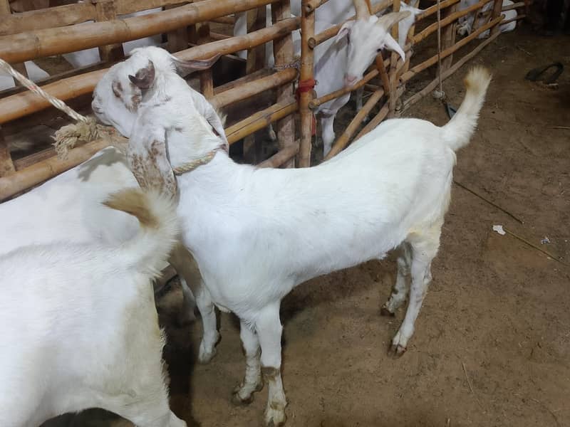 khassi bakra 2 dant 0