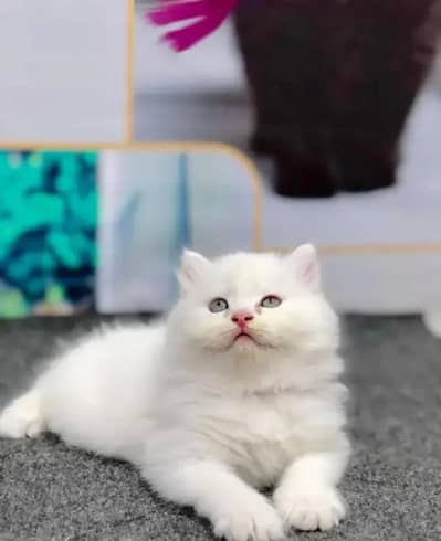 Persian female kitten my WhatsApp number 0322-97-21-876