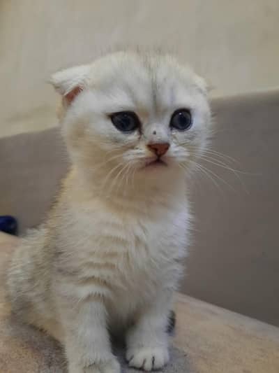 cute kitten