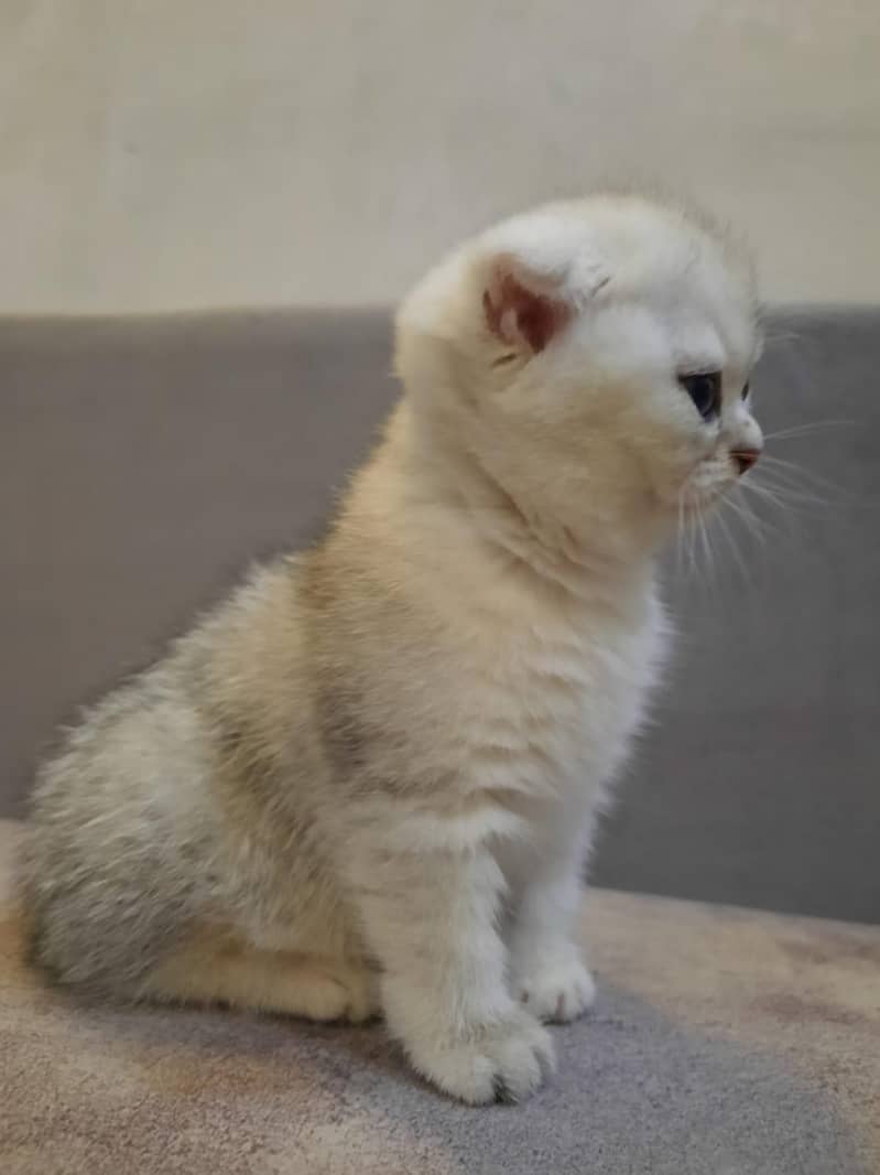 cute kitten 1