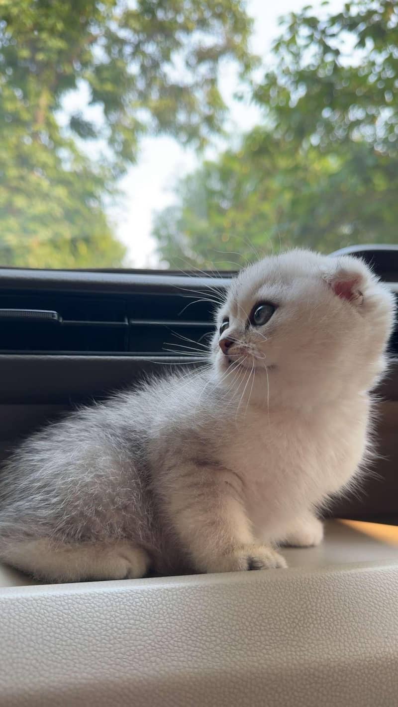 cute kitten 2
