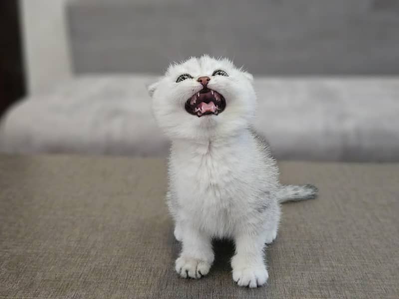cute kitten 3