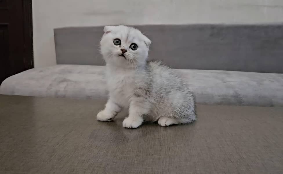 cute kitten 4