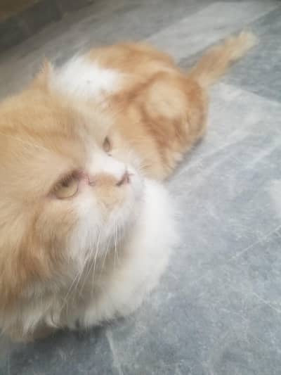 Persian male for sale and matting / punch face / bi color