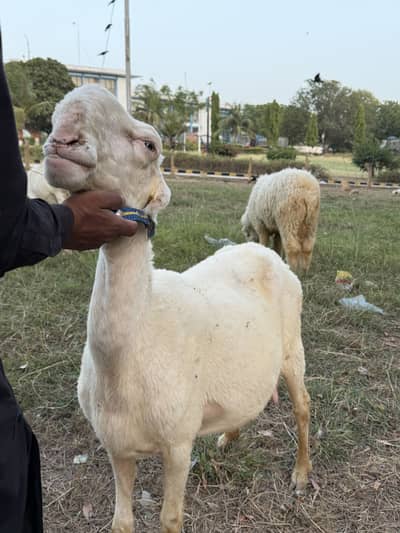 Sheep female