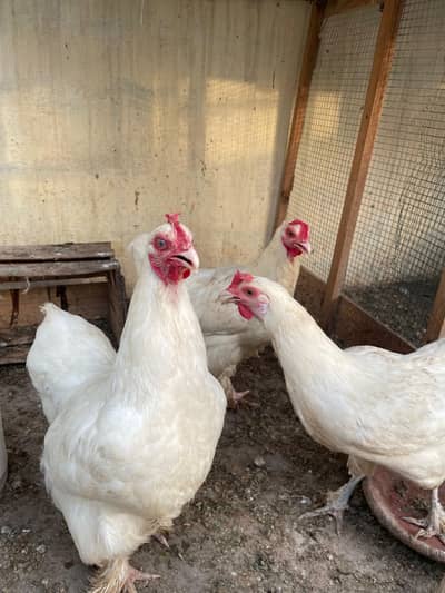 white buff females trio
